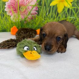 Ducky - Red female Dachshund puppy in Palm Bay, Florida from Anastasia’s Royal Weenies