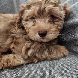 Havapoo Puppies from Derbyville Havapoos