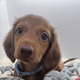 Nebula-Ginger - Red female Dachshund puppy in Pittsburg, California from Super Hero Dachshunds