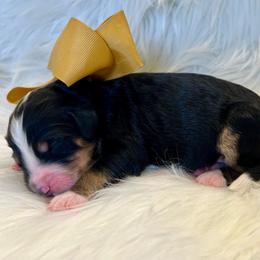 Gold Boy - Tri-color male Bernedoodle puppy in The Woodlands, Texas from Gracie's Goldendoodles and Bernedoodles of The Woodlands