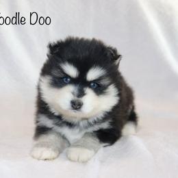 Toodle Doo - Black and white male Pomsky puppy in Denham Springs, Louisiana from Bayouland Pomskies