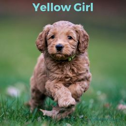 Girl 1 - Australian Labradoodle puppy in Darien, Connecticut from Nutmeg by the Sea Australian Labradoodles