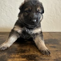 Girl - Sable female German Shepherd puppy in Athol, Idaho from Coterie Shepherds