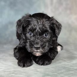 Domino - Black male Miniature Schnauzer puppy in Ely, Nevada from Great Basin Miniature Schnauzers