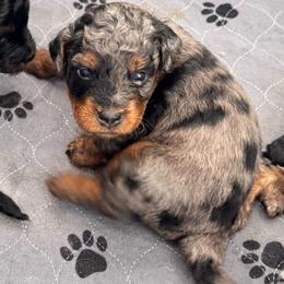 Orion - Blue merle male Bernedoodle puppy in Rock Hill, South Carolina from LolliPop Farms