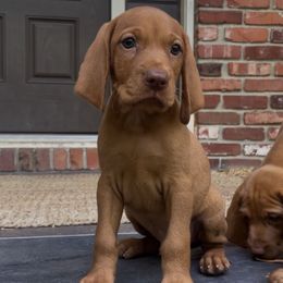 Togepi - Golden rust male Vizsla puppy in Bloomington, Indiana from Envizion