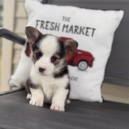 Breve - Black and tan female Pembroke Welsh Corgi puppy in Rose, Nebraska from Clearsky Corgis