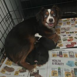 Toy Australian Shepherd puppies from Small Mini/Toy Aussies