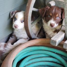 Australian Shepherd Puppies from Farmstead Aussies