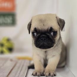 Samson - Fawn male Pug puppy in Arthur, Illinois from Perfect Pugs