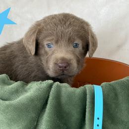 Silver light blue collar - Silver male Dilute Retriever puppy in Teton County, Montana from East Front Labradors & Treasure State Schnauzers