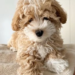 Happy - Maltipoo