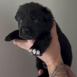 Orange Male - Black male German Shepherd puppy in Saratoga Springs, Utah from Vom Stille Teufelshunde Kennels