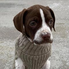 Pointers from En Pointe Kennels