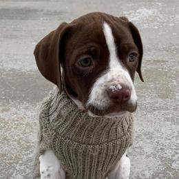 Pointers from En Pointe Kennels