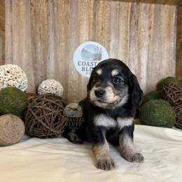 Nova - Black and tan female Dachshund puppy in Woodbine, Georgia from Coastal Bluff Pups