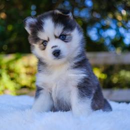 Amethyst - Gray and white female Pomsky puppy in Boca Raton, Florida from Cardinal Point Pomskies