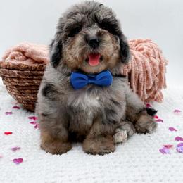 Carter - Merle male Bernedoodle puppy in Statesville, North Carolina from Doodle Babies