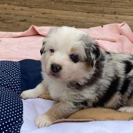 Bmf - Blue merle female Miniature American Shepherd puppy in Harmony, North Carolina from Carolina Pride Miniature American Shepherds