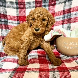 Goldendoodle and Poodle Puppies from The Henry Doodles