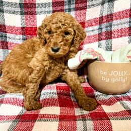 Goldendoodle and Poodle Puppies from The Henry Doodles