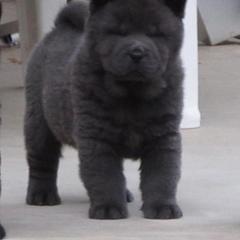 Chow Chow Puppies from VIP Chows