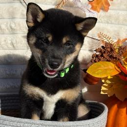 Ciara - Black and tan female Shiba Inu puppy in Elizabeth, New Jersey from Shiba Inu Loving Care
