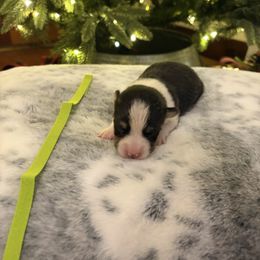 Green female - Black and tan female Pembroke Welsh Corgi puppy in Elberton, Georgia from Lonesome Boone Corgis