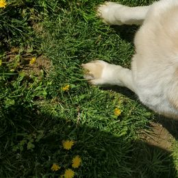 Rusty - Siberian Husky