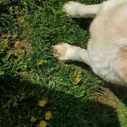 Rusty - Siberian Husky