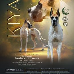 Kiyah - Great Dane