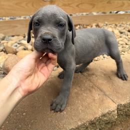 Solid Gray Female 1 - Gray female Cane Corso puppy in Knoxville, Tennessee from Crowned Corso
