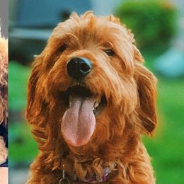 Maya - Goldendoodle