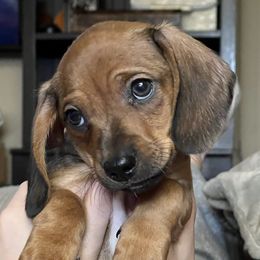 Dachshunds from Footlong Farms Mini Dachshunds