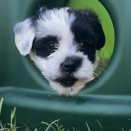 Stormy - Black and white female Havanese puppy in Monahans, Texas from Homeward Havanese, LLC