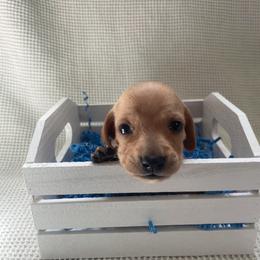 Lane - Cream male Dachshund puppy in Colonial Heights, Virginia from Mimi’s Doxies