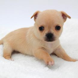 Apple - Fawn male Chihuahua puppy in Forsyth, Georgia from Brooks Grove Canines LLC