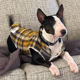 Miniature Bull Terriers from Goblin Mini Bulls