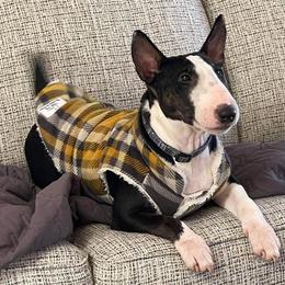 Miniature Bull Terriers from Goblin Mini Bulls