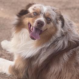 Miniature Australian Shepherds and Toy Australian Shepherds from Eagle River Aussies