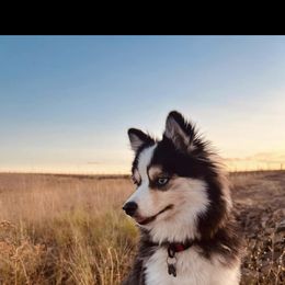 Pomsky All Grown Up from Kenna'z Kuddly Pomskiez