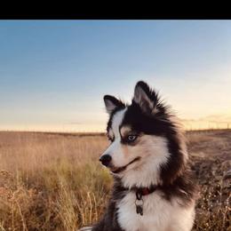 Pomsky All Grown Up from Kenna'z Kuddly Pomskiez
