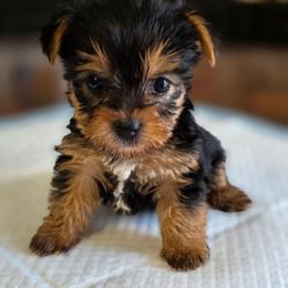 Rosie's Girl - Black and tan female Yorkshire Terrier puppy in Aiken, South Carolina from Sio's Yorkies