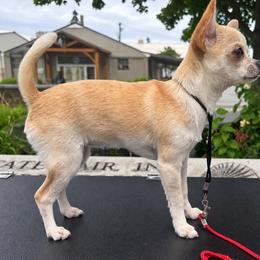 Halo - Chihuahua