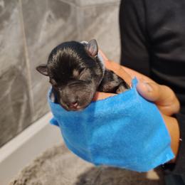 Grey collar male - Black and silver male Miniature Schnauzer puppy in Mineola, Texas from Nikkis Minis
