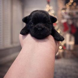 Squirt - Black male Shorkie puppy in Midland, Texas from Southern Yorkie Pies