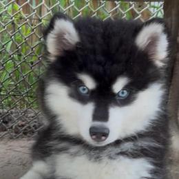 Jack - Black and white male Pomsky puppy in Spring Hill, Florida from PDQ Pomskies
