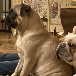 Pug All Grown Up from Pitter, Patter Pugs