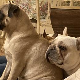 Pug All Grown Up from Pitter, Patter Pugs