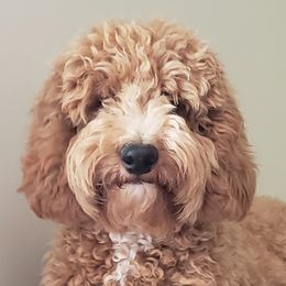 Myra - Goldendoodle